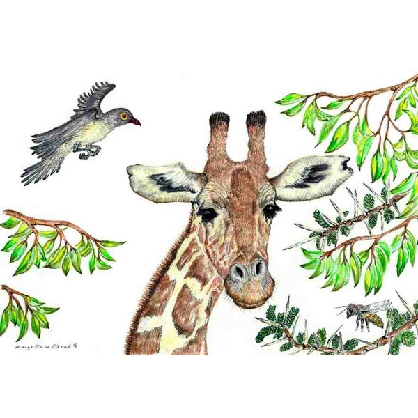 Ansichtkaart 1.25 Giraffe - 10 stuks