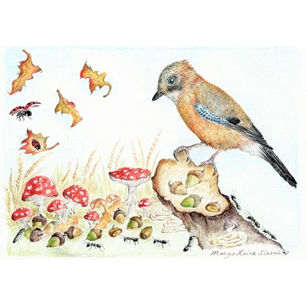 Ansichtkaart 1.47 Gaai in de Herfst - 10 stuks